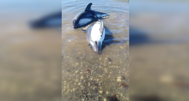 toninas playa Chaitén