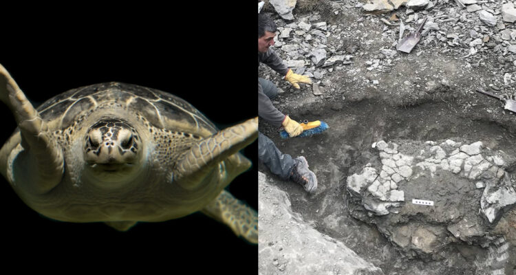 Encuentran fósil de tortuga marina gigante en España