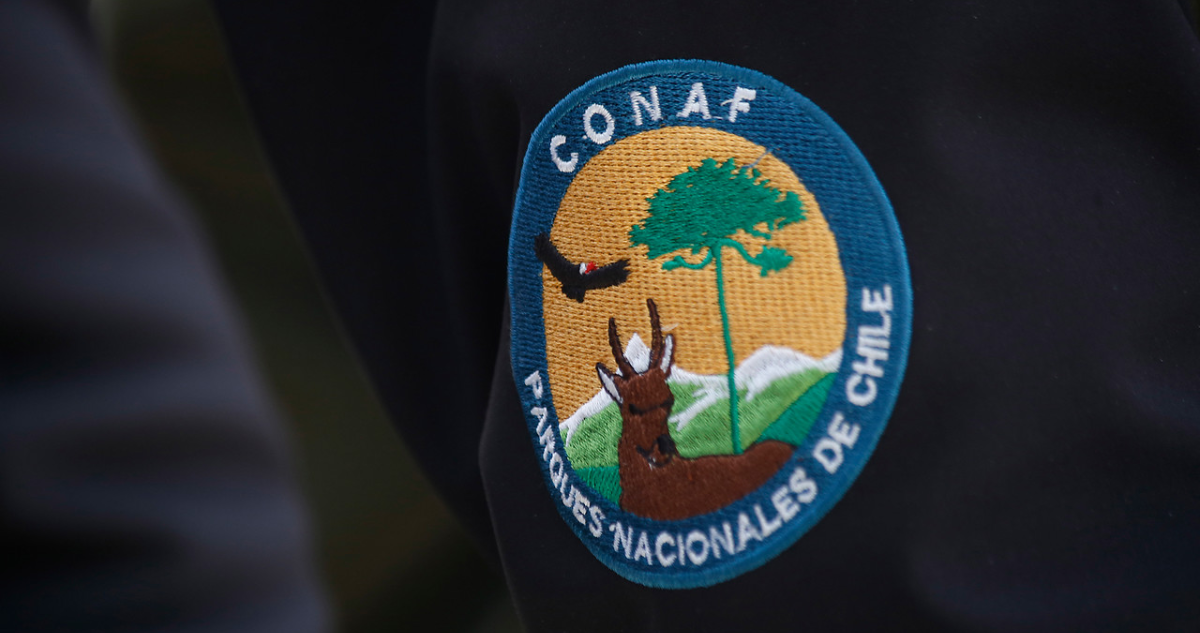 Emblema de guardaparques de Conaf.