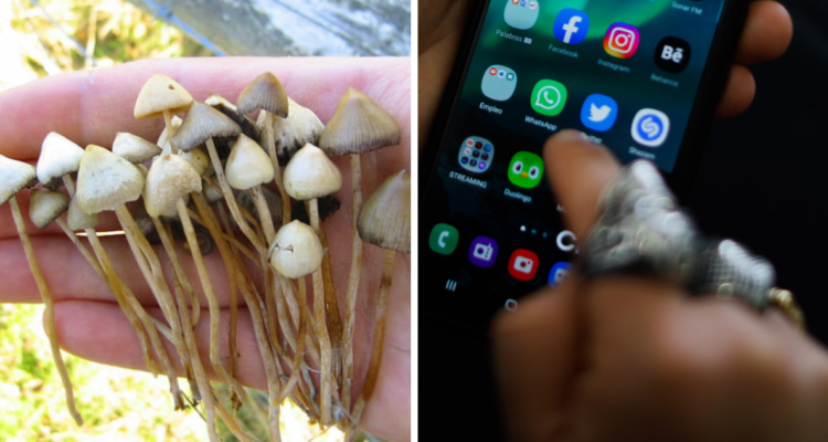 Venta de hongos en Lebu