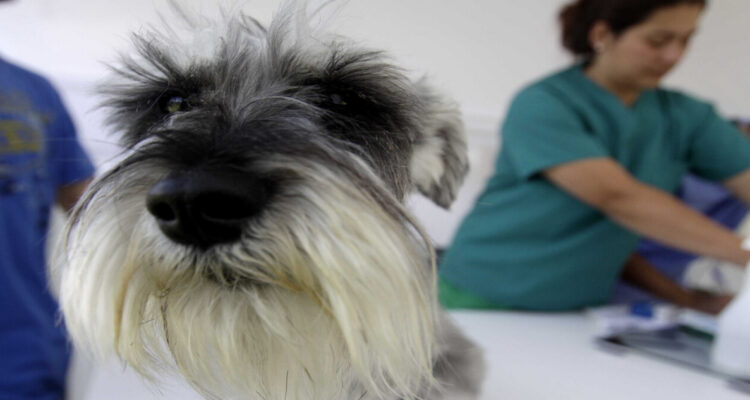 Colegio Médico Veterinario presentó recurso de protección contra el SII por cobro de IVA