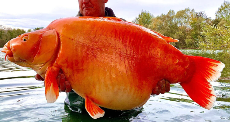 Carrot, el pez dorado de 30 kilos