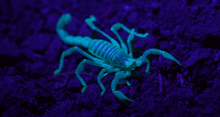 Descubren 104 nuevas especies en Chile