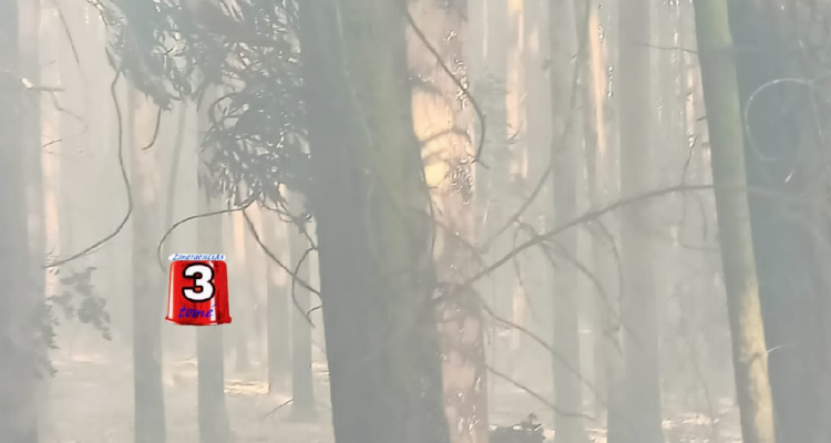 Onemi declara Alerta Roja por incendio forestal en Tomé