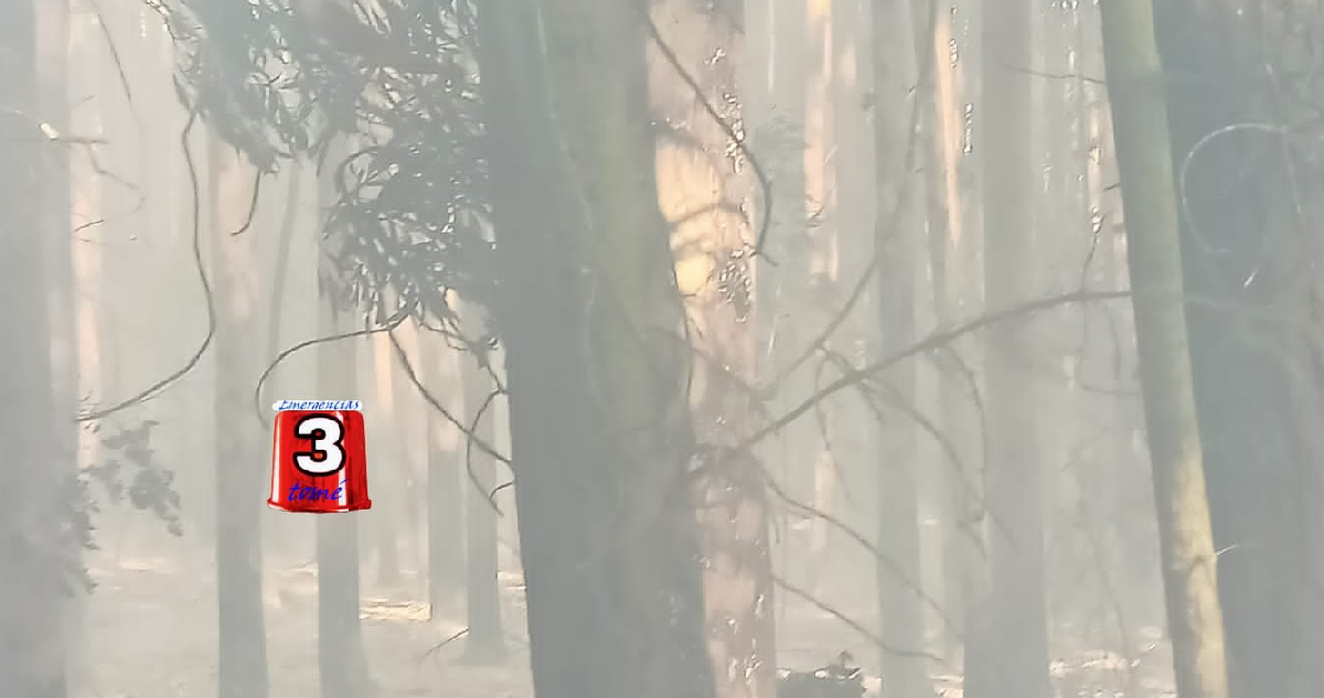 Onemi declara Alerta Roja por incendio forestal en Tomé