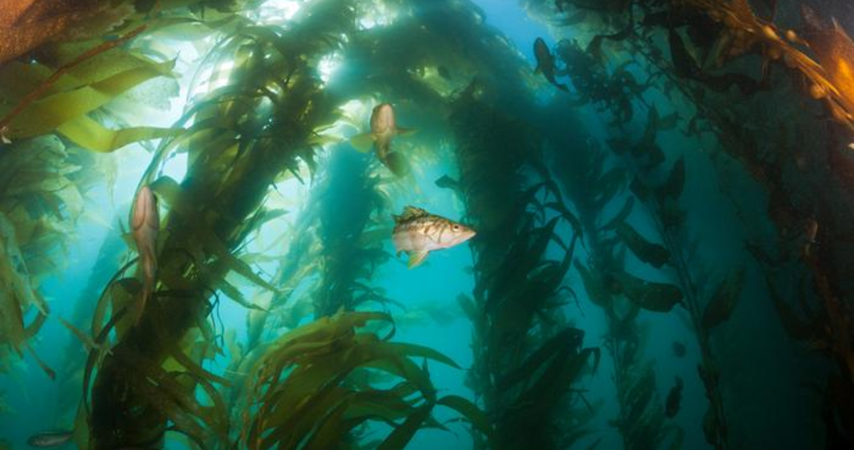 Algas gigantes del bosque submarino