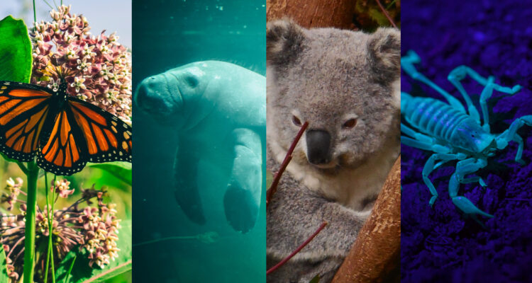 Animales descubiertos, extintos y en peligro de extinción en 2022