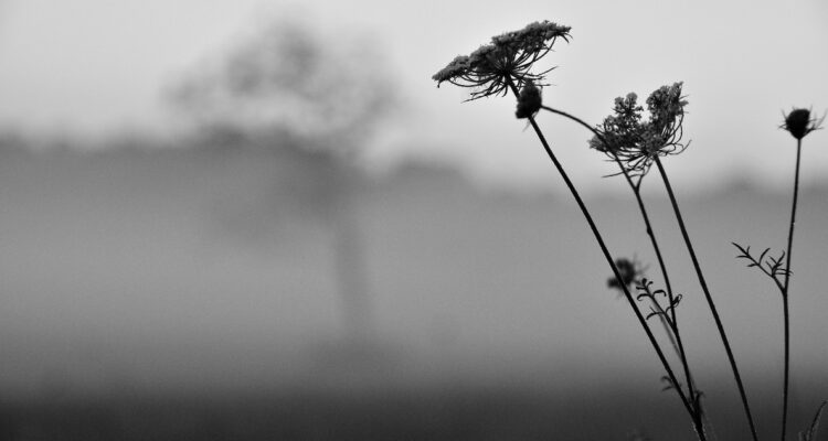 En el año 536 los cultivos no prosperaron