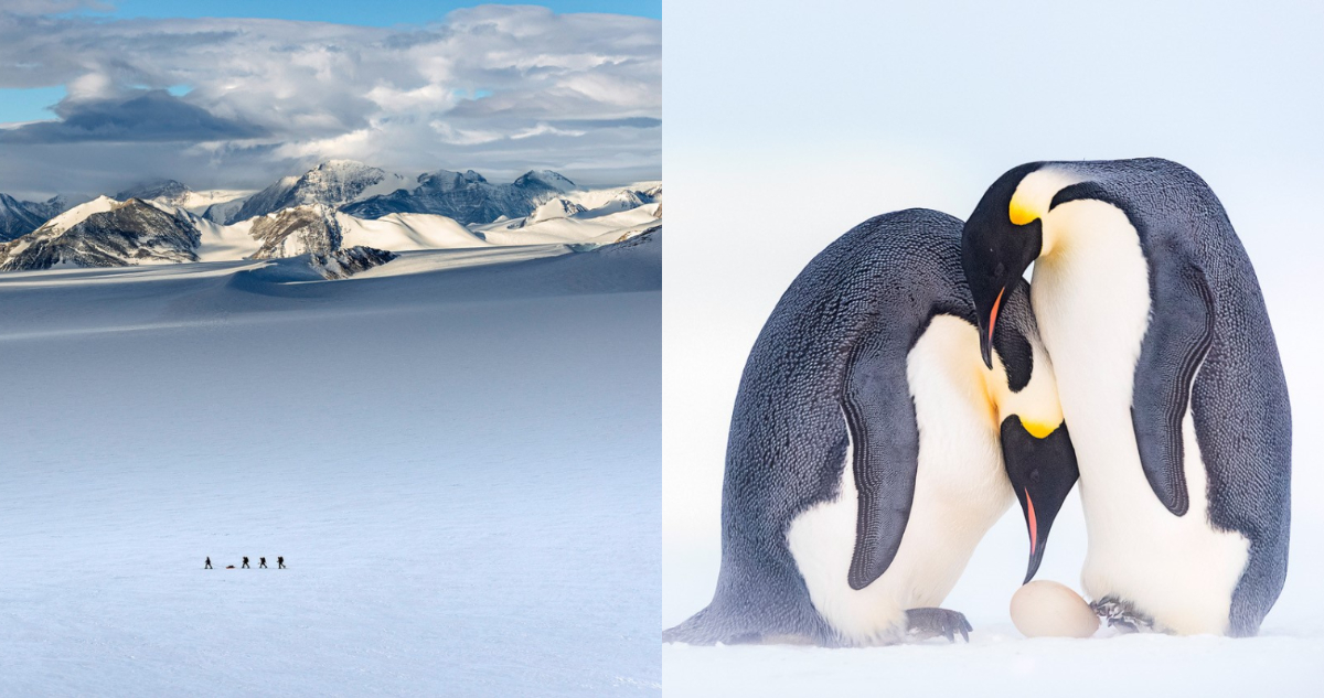 “Antártica, una mirada desde Chile”: descarga gratis el nuevo libro de Santander y museo precolombino
