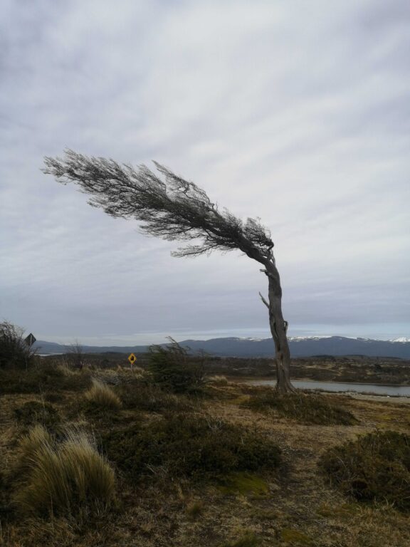 Árbol doblado por el fuerte viento patagonico en Argentina