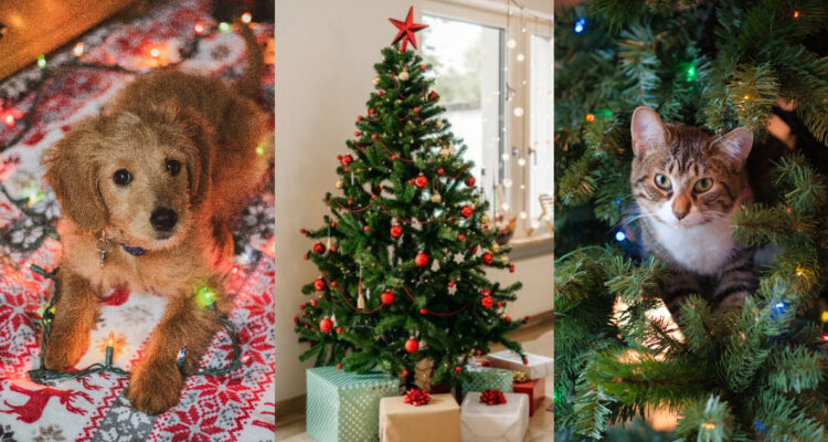 Árbol de Navidad vs tus mascotas
