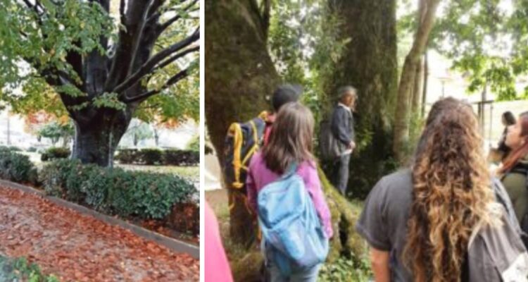 Registran árboles con más de 350 años en Valdivia: roble estuvo presente en la Independencia