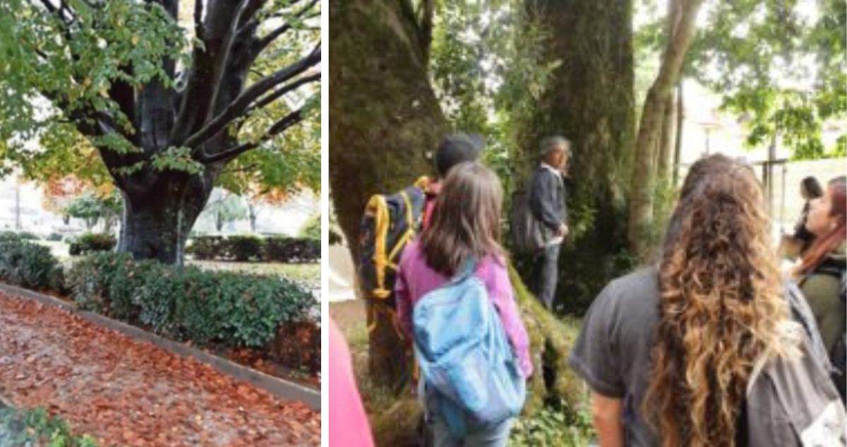 Registran árboles con más de 350 años en Valdivia: roble estuvo presente en la Independencia