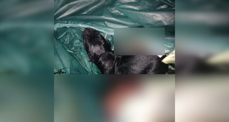 Encuentran cachorro junto a vísceras en operativo veterinario en San Pedro de la Paz