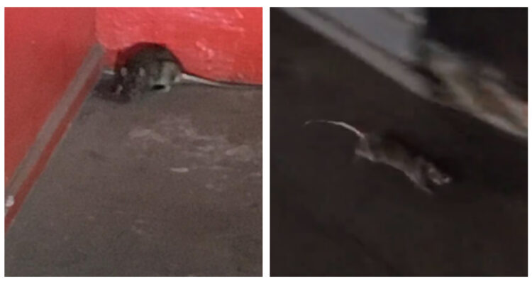 Ratón en supermercado de Antofagasta