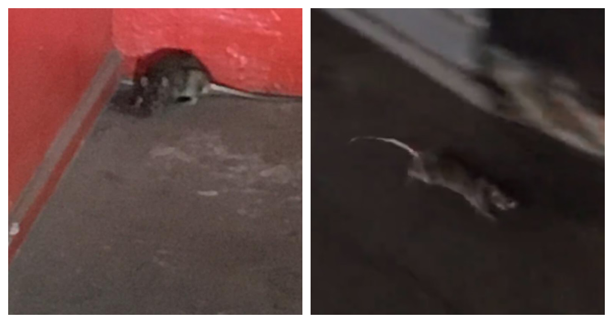 Ratón en supermercado de Antofagasta