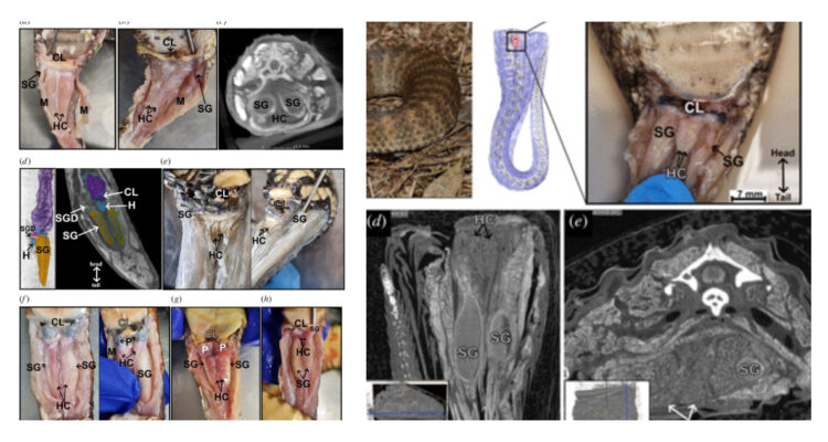 Imágenes del estudio que comprueba que las serpientes tienen clítoris