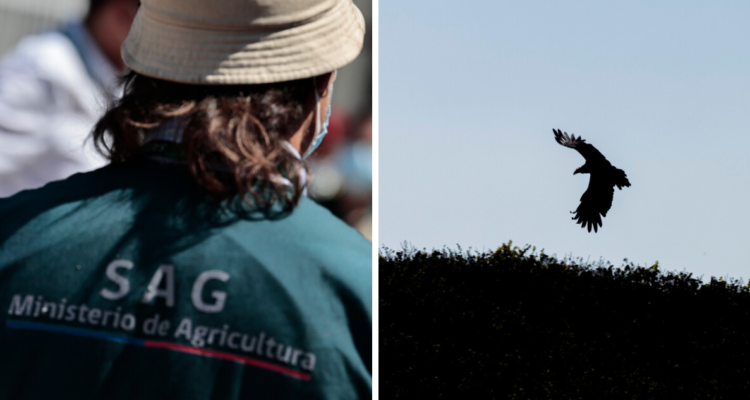 Confirman primer caso de influenza avícola en Arica