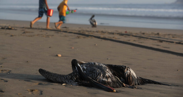 Decretan emergencia sanitaria por 90 días en todo Perú por casos de gripe aviar