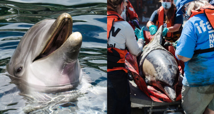 Descubren Alzheimer en delfines que murieron varados