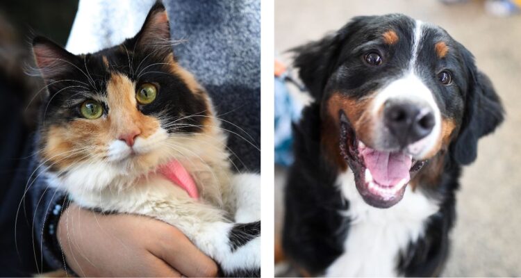 40% de los dueños de departamentos permiten a sus arrendatarios tener mascotas