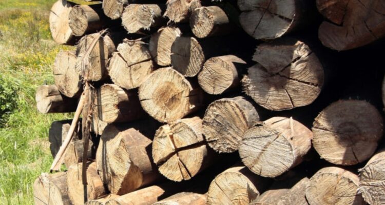Detienen a dos personas acusadas de sustraer 23 metros de madera nativa en Valdivia