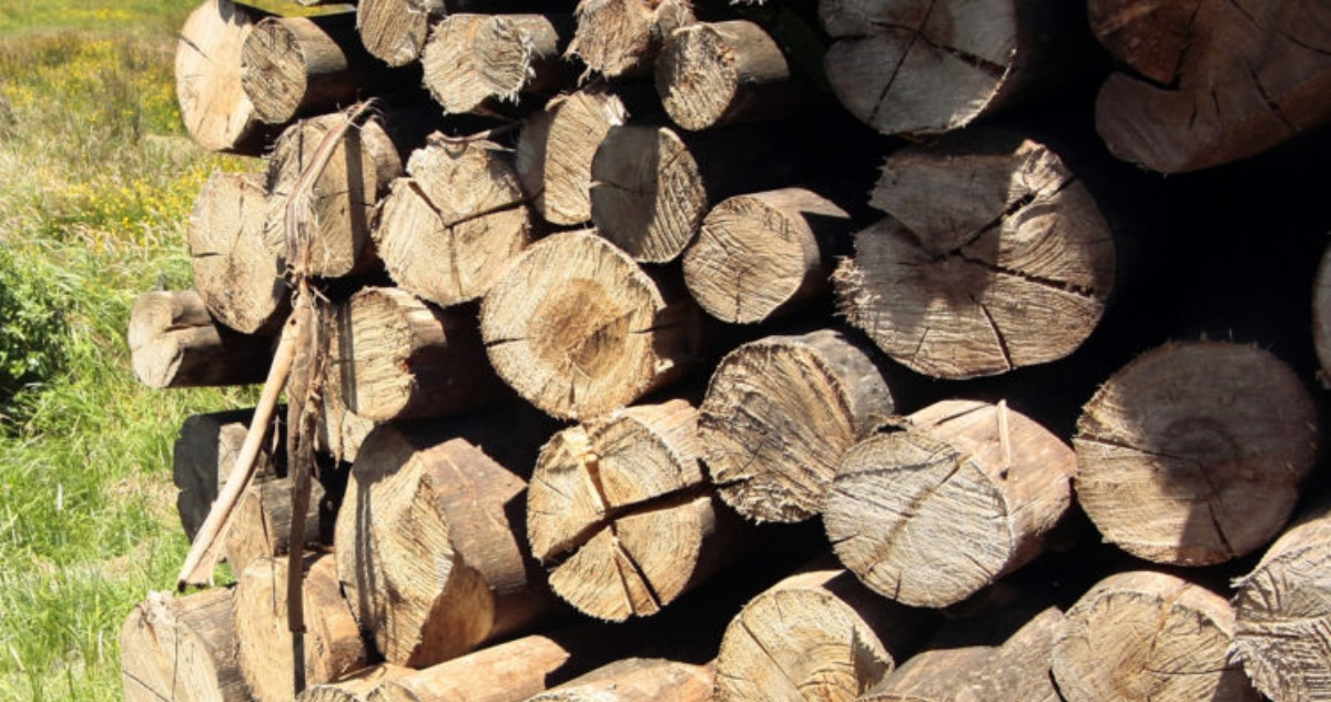 Detienen a dos personas acusadas de sustraer 23 metros de madera nativa en Valdivia