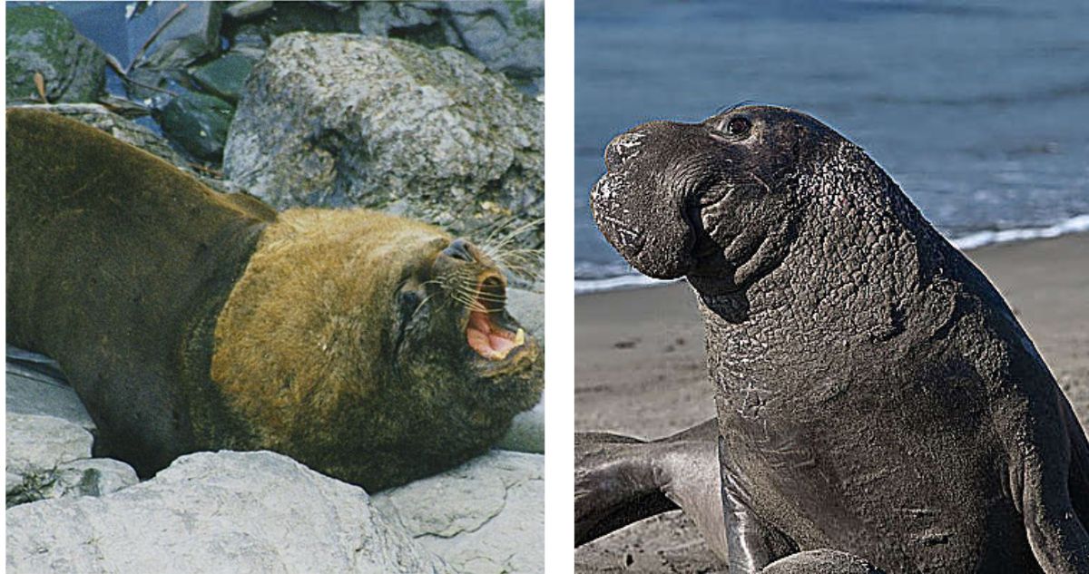 Diferencia entre lobo de mar y elefante marino