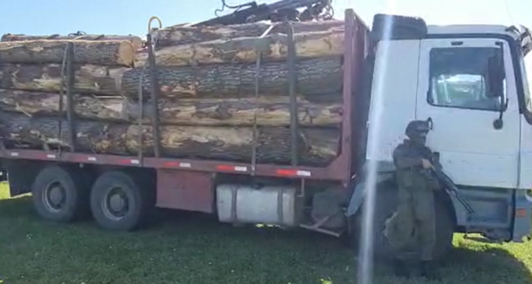 En libertad quedan detenidos acusados por robo de madera en Victoria