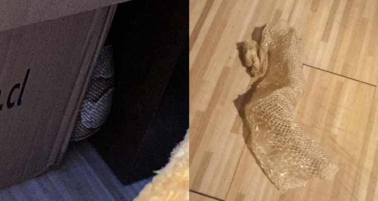 Encuentran serpiente pitón en departamento de Macul