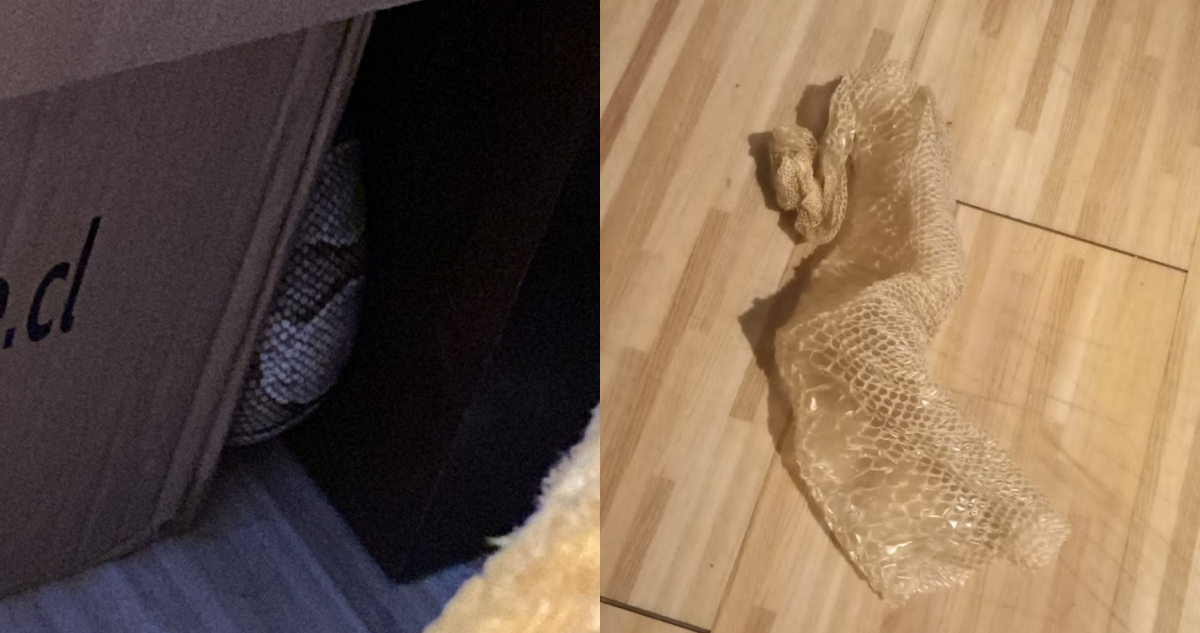 Encuentran serpiente pitón en departamento de Macul