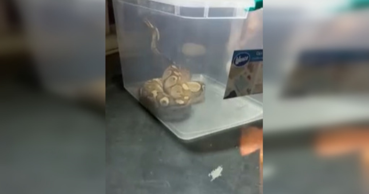 Encuentran serpiente pitón en departamento de Macul