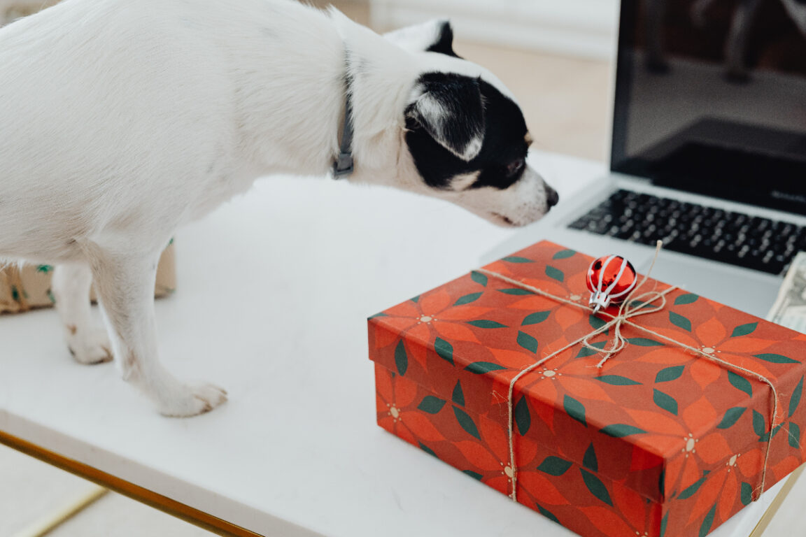 Perro buscando abrir un regalo
