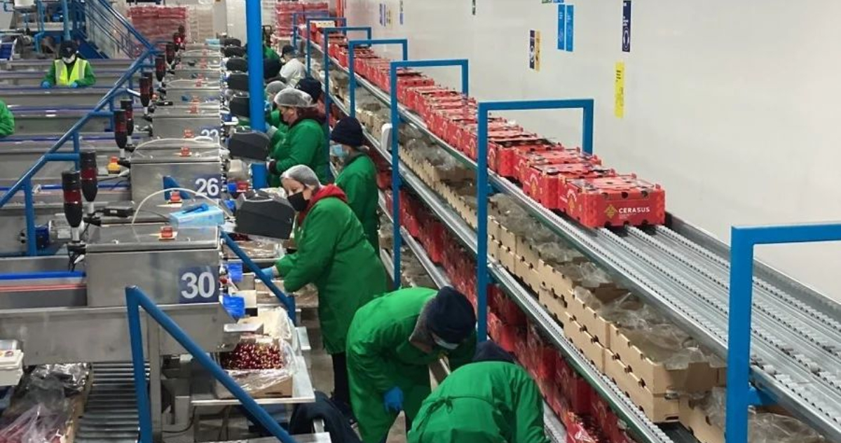 Al menos 14 trabajadores con malestares deja emergencia química en empresa frutícola de San Fernando