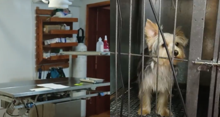 Dos detenidos por ejercer ilegalmente como veterinarios en Talagante: no validaron título en Chile