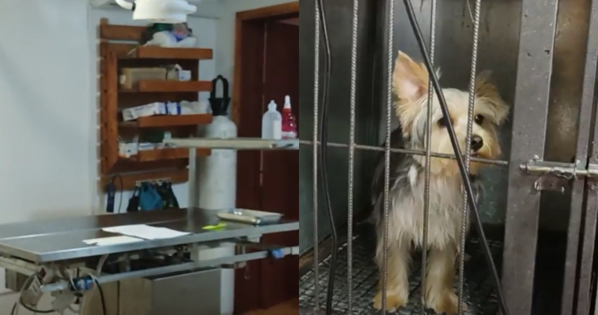 Dos detenidos por ejercer ilegalmente como veterinarios en Talagante: no validaron título en Chile