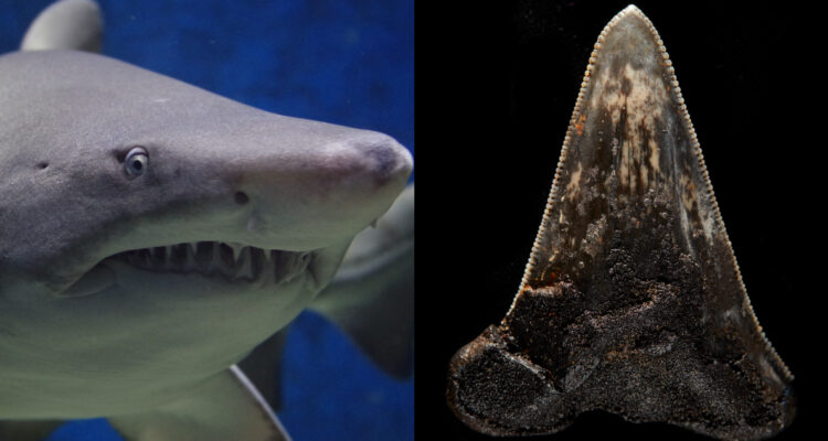 Encuentran fósil de un tiburón prehistórico que pudo ser ancestro del Megalodón