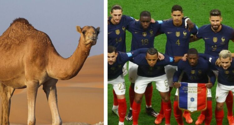 Qué es el virus del camello, la enfermedad que afectaría a tres jugadores de Francia en el Mundial de Qatar 2022, previo a la final con Argentina