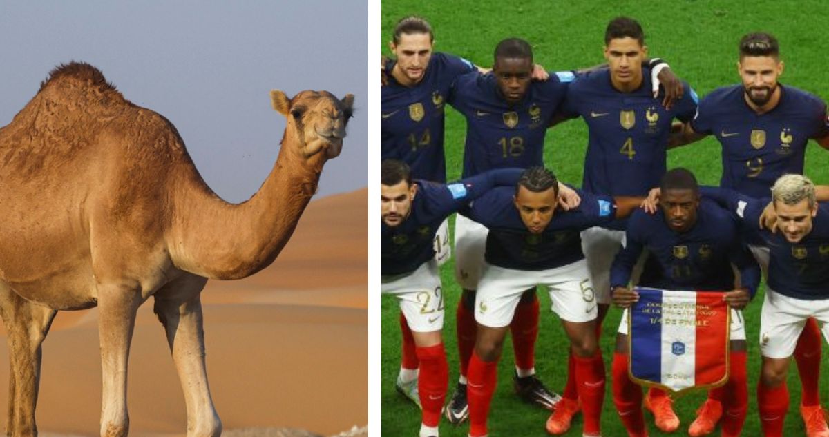 Qué es el virus del camello, la enfermedad que afectaría a tres jugadores de Francia en el Mundial de Qatar 2022, previo a la final con Argentina