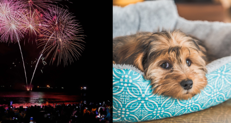 Fotografía de fuegos artificiales en Viña del Mar (izquierda) y un perro con expresión facial triste (derecha). Mascota y fuegos artificiales