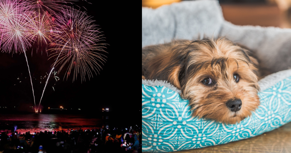 Fotografía de fuegos artificiales en Viña del Mar (izquierda) y un perro con expresión facial triste (derecha). Mascota y fuegos artificiales