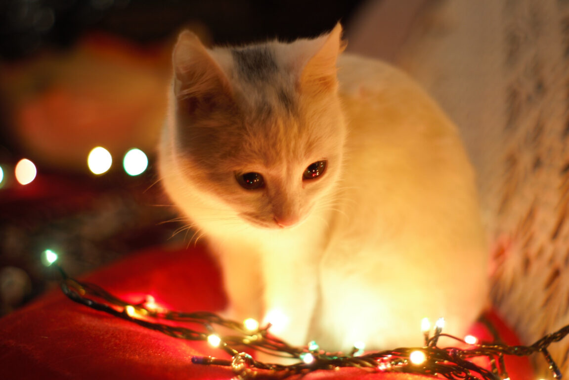 Los gatos pueden morder los cables de las luces