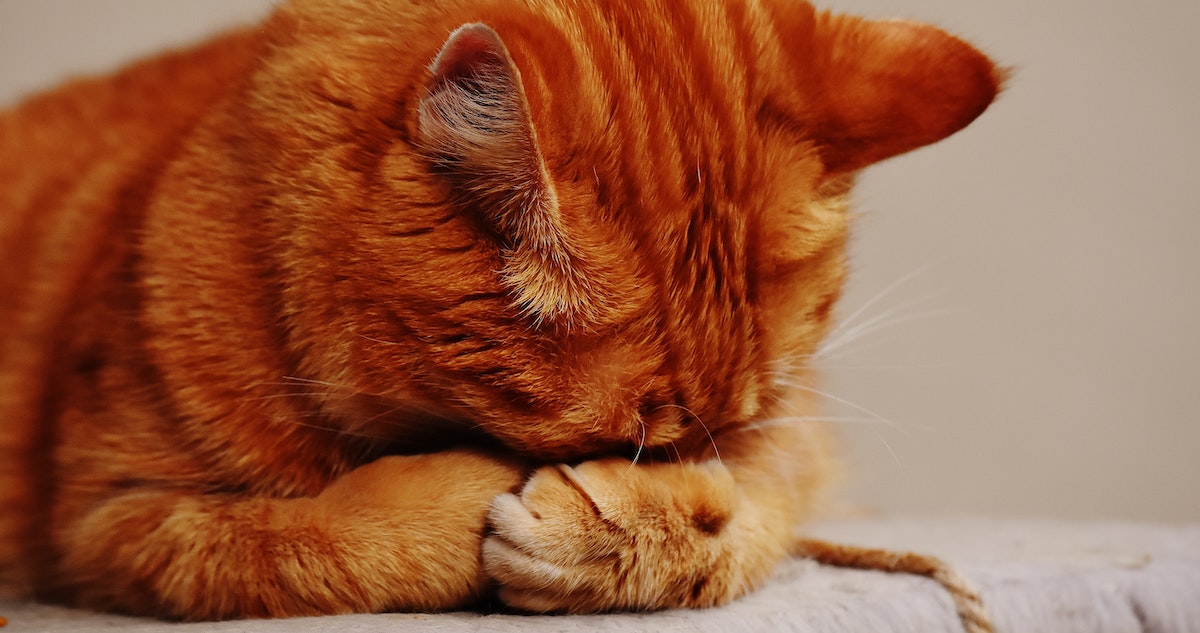 Los gatos nerviosos son uno de los tipos de personalidad de los mininos