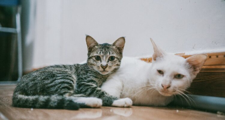 ¿El color del pelaje de un gato determina su personalidad?