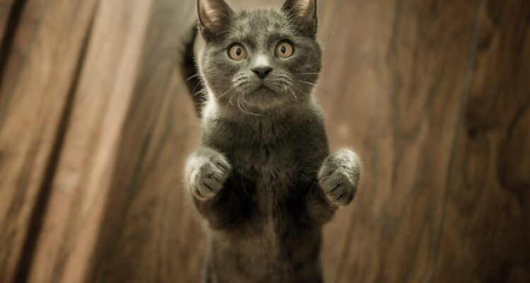 Los gatos comenzaron a ser domesticados hace 10 mil años