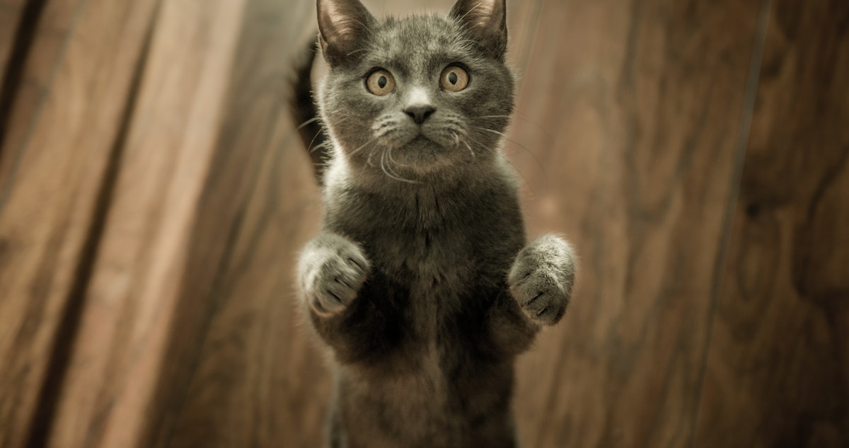 Los gatos comenzaron a ser domesticados hace 10 mil años