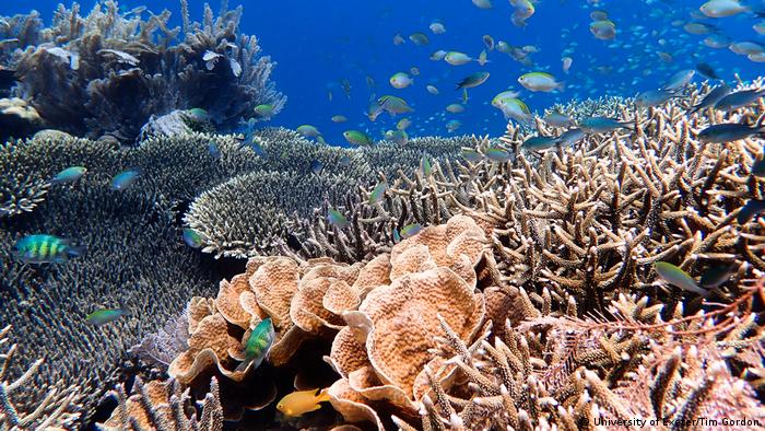 La Gran Barrera de Coral, uno de los lugares en vía de desaparecer del mundo
