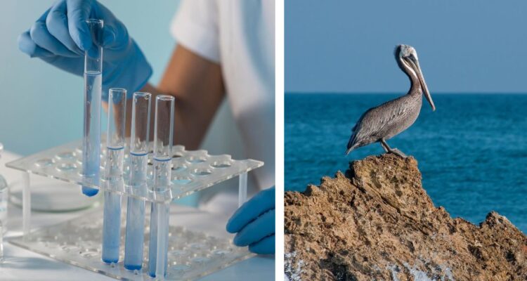 Qué es la gripe aviar y la cepa H5N1 en Chile