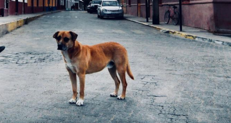 Hallazgo de perros mutilados en Chiguayante