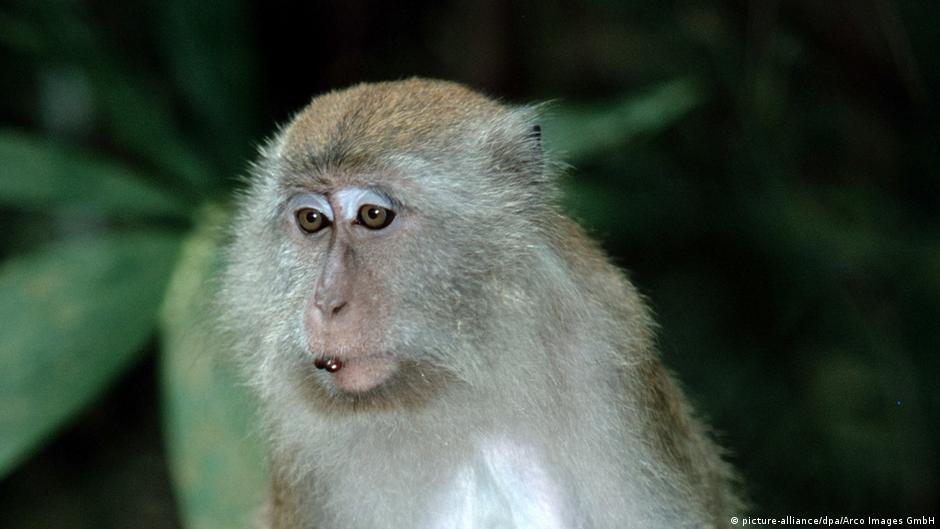 Un experimento con monos sería crucial para lograr la hibernación artificial en los viajes espaciales
